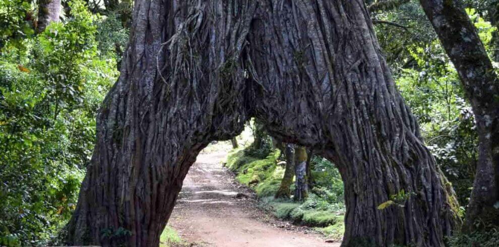 Arusha-National-Park-Tree-
